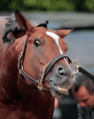 racehorse gif|horse face gif.